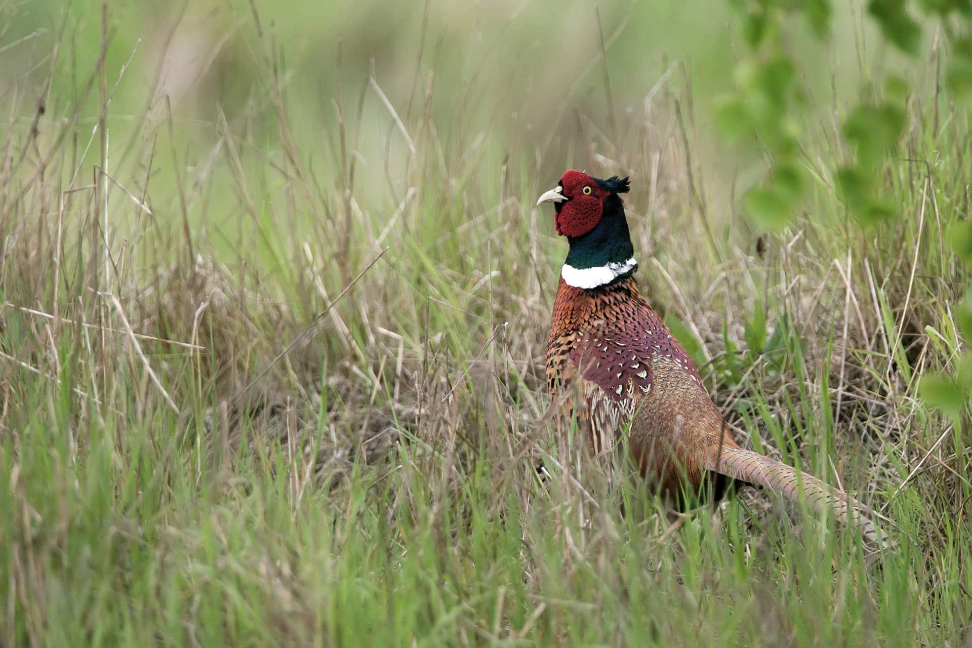 The Pheasant Hunt