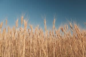 kansas wheat harvest