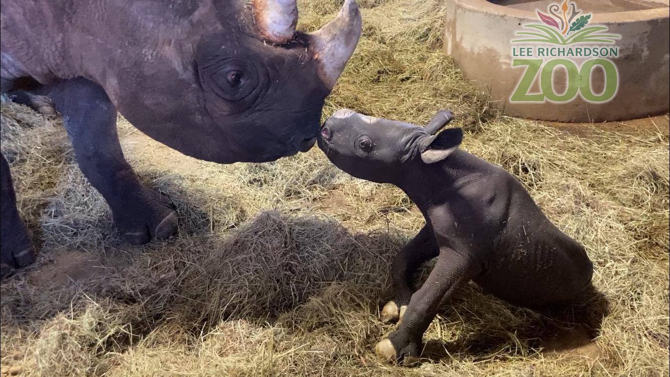 Lee Richardson Zoo’s New Baby Rhino