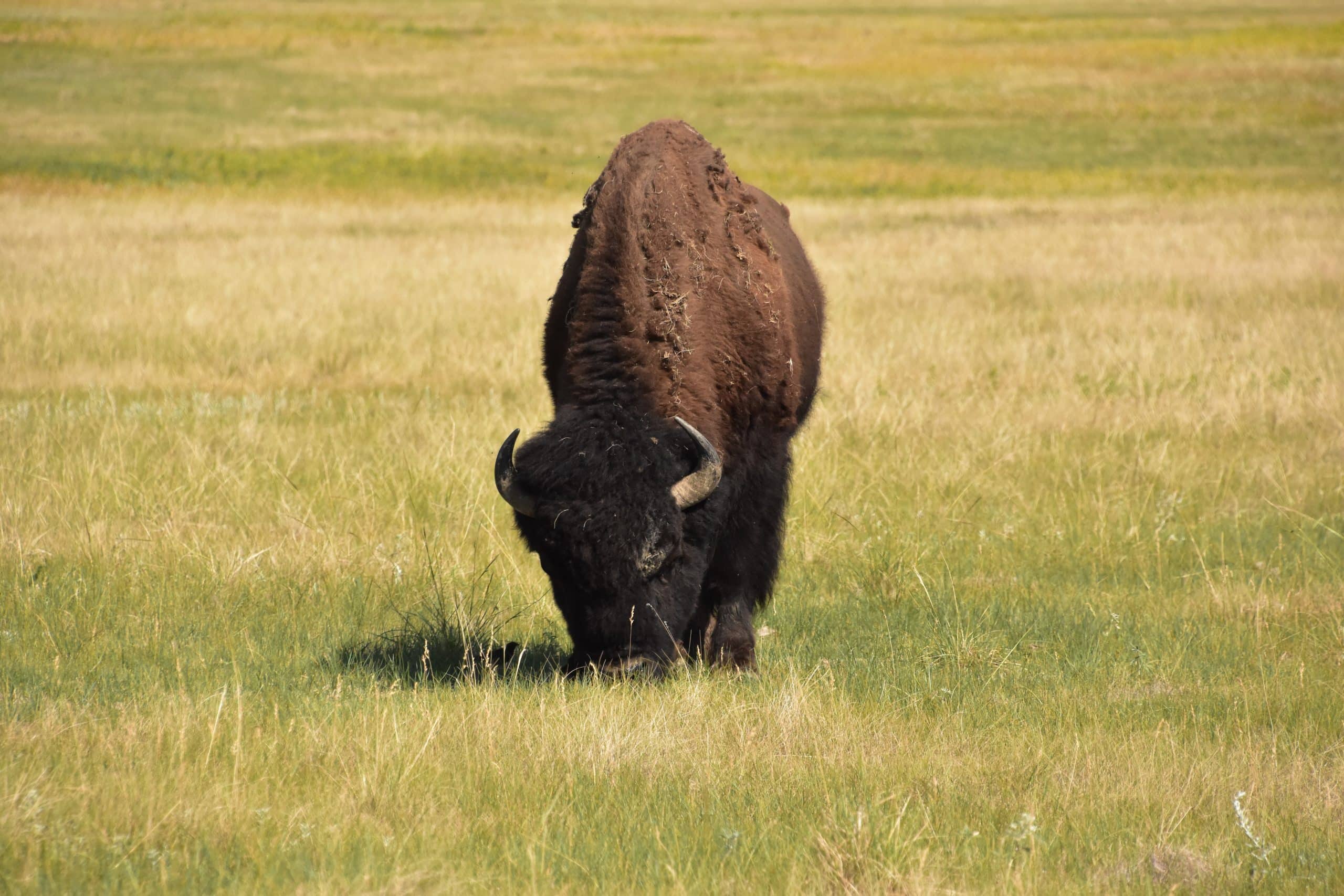Garden City Nature: American Bison – Part 2