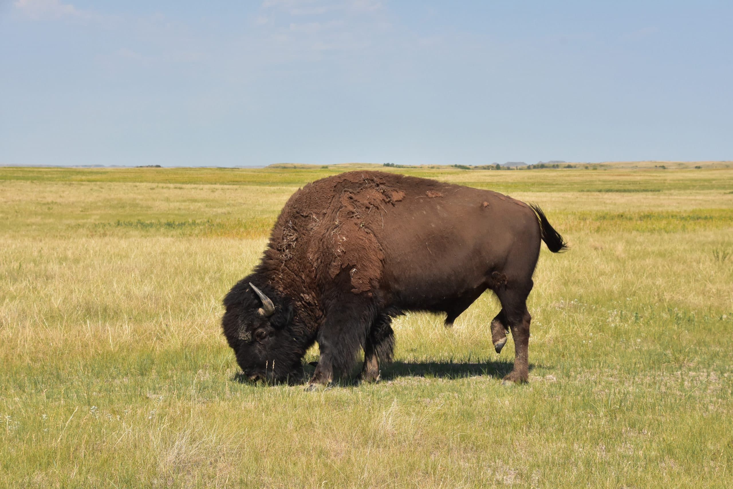 Garden City Nature: American Bison – Part 3