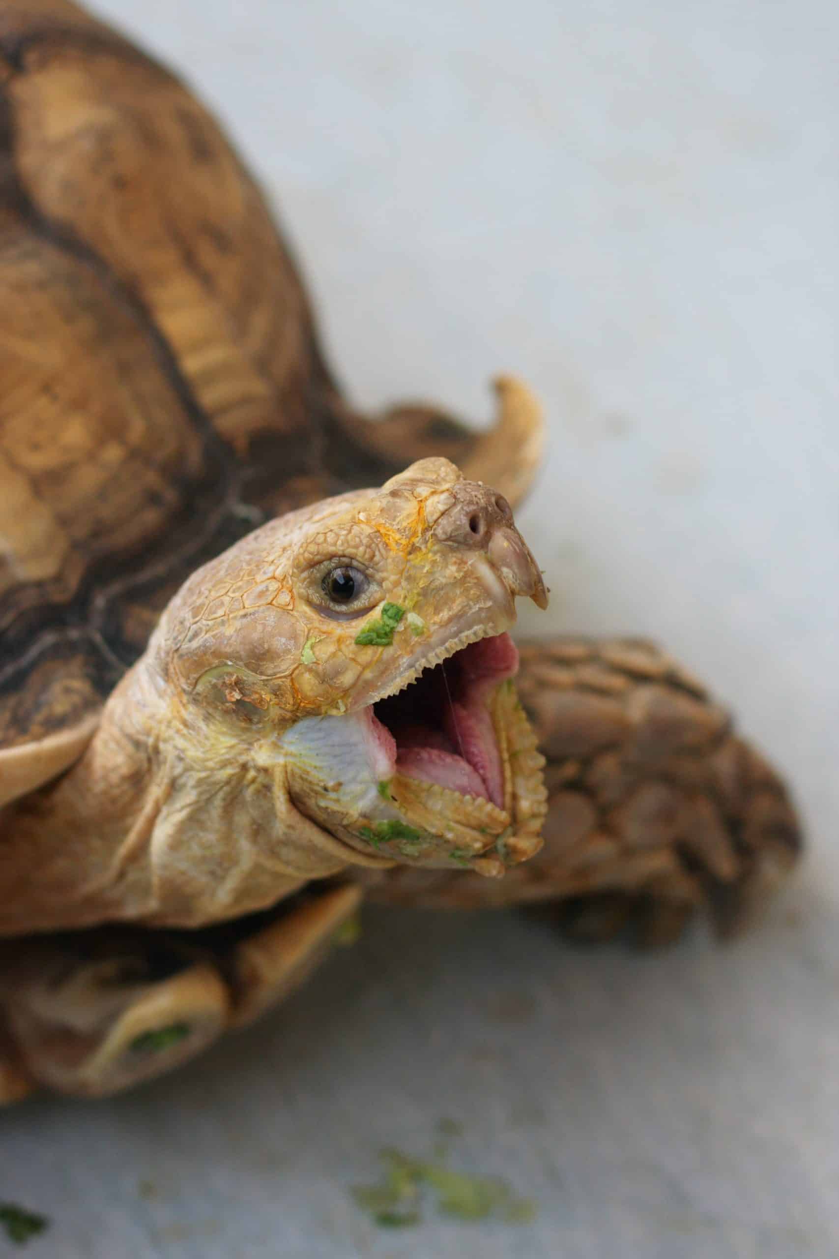 Lee Richardson Zoo Species Spotlight: African Spurred Tortoise