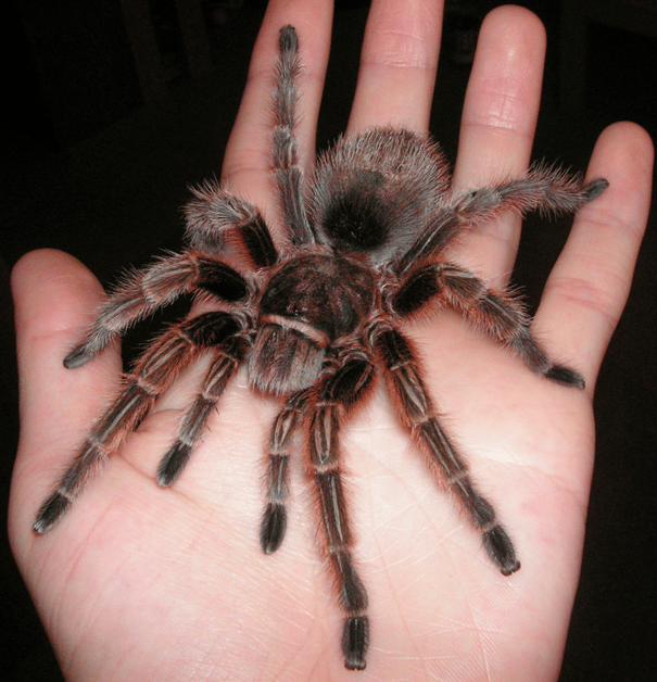 Lee Richardson Zoo Species Spotlight: Chilean Rose-Haired Tarantula