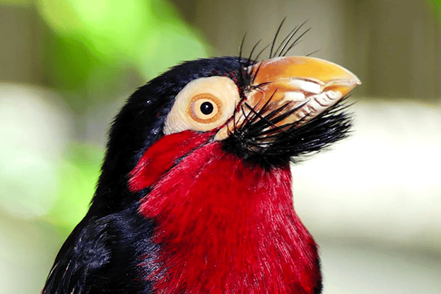 Lee Richardson Zoo Species Spotlight: Bearded Barbet