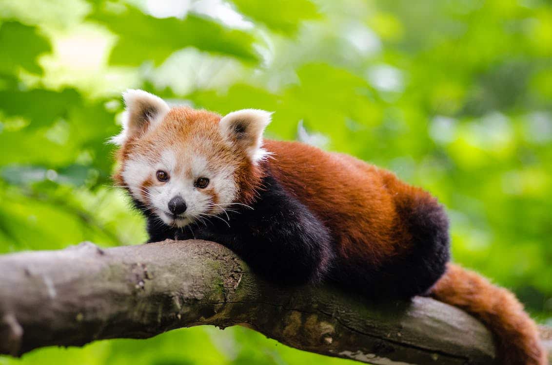 Lee Richardson Zoo Species Spotlight: Red Panda